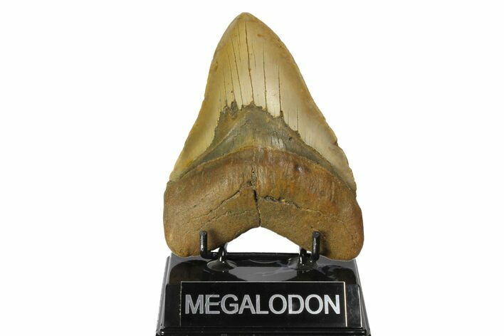 Fossil Megalodon Tooth - North Carolina #164880